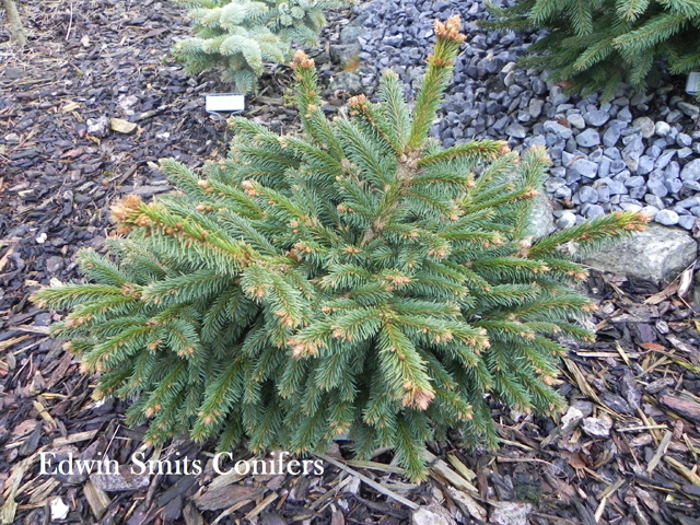 Picea abies 'Bella Donna'